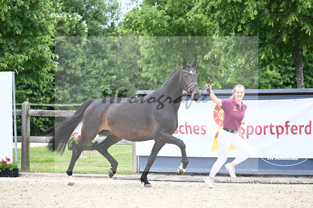 Kat-Nr. 64 SF Zackerey_Gestuet Greim_17230975 | hf-fotografie - Realizzato con Pictrs.com