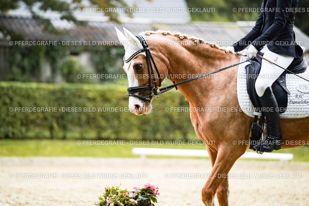 DSC01200 | Pferdegrafie