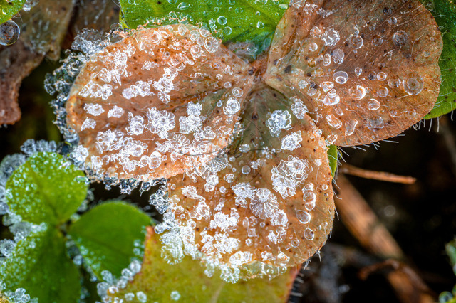 Braunes Kleeblatt mit Eiskristallen | Professionelle Natur- & Landschaftsfotos als Poster, auf Leinwand & viele mehr. Wähle aus einer Vielzahl an Formaten & Materialien Dein perfektes Bild. - Realisiert mit Pictrs.com