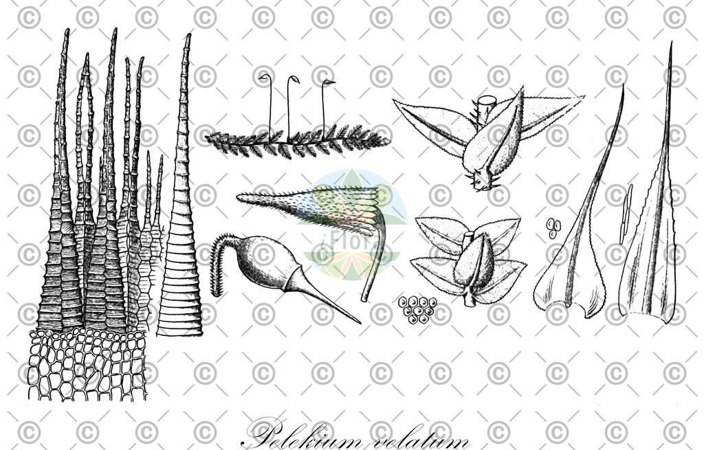 HistAbb_wfo-0000716801_1_ENZY_Simple | Historische Abbildung von Pelekium velatum - Thuidiaceae | Historical Illustration of Pelekium velatum - Thuidiaceae