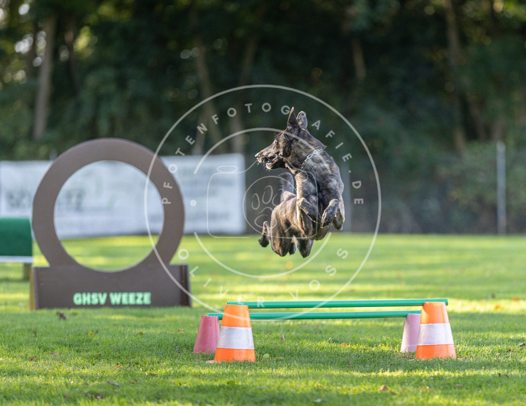 Pfotenfotografie.de_DV3A3619 | Hundefotografie, Tierfotograf, Pfotenfotografie, Fotoshooting Hund, Hunde Portrait, Hundesport, Hundeportraits, Heideshooting, Hunde, Sportfotograf, Hundefotograf, Turnierhundsport, THS, canicross - Realisiert mit Pictrs.com