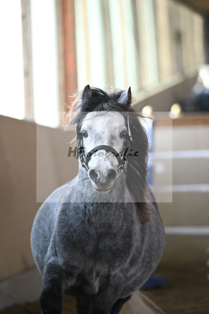 Kat-Nr. 17 Linderich Trudolfo v. Voermanhof Nicolas_ZG Seitle u Necker_49250760 | hf-fotografie - Realisiert mit Pictrs.com