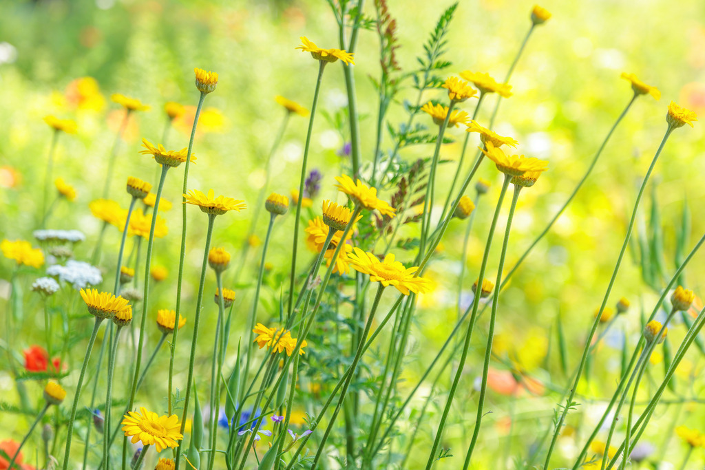 Wandbild: Sonnentanz – Gelbe Wildblumen im Sommerlicht | Leuchtende gelbe Wildblumen wiegen sich sanft im Wind und fangen das goldene Licht eines warmen Sommertages ein. Dieses lichtdurchflutete Naturmotiv strahlt Lebensfreude, Leichtigkeit und Harmonie aus – ein ideales Wandbild für alle, die sich die unbeschwerte Schönheit einer Blumenwiese in ihr Zuhause holen möchten.