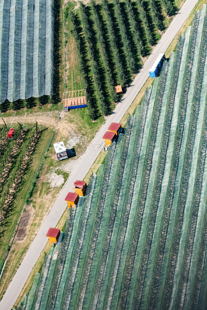 dr__0016306.jpg | TETTNANG 03.08.2018 Baumreihen einer Obstanbau- Plantage auf einem Feld in Tettnang im Bundesland Baden-Württemberg, Deutschland. // Rows of trees of fruit cultivation plantation in a field in Tettnang in the state Baden-Wurttemberg, Germany. Foto: Daniel Reiter