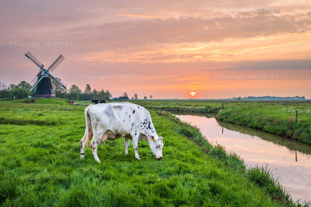 _1035303 | thowehey - Realisiert mit Pictrs.com