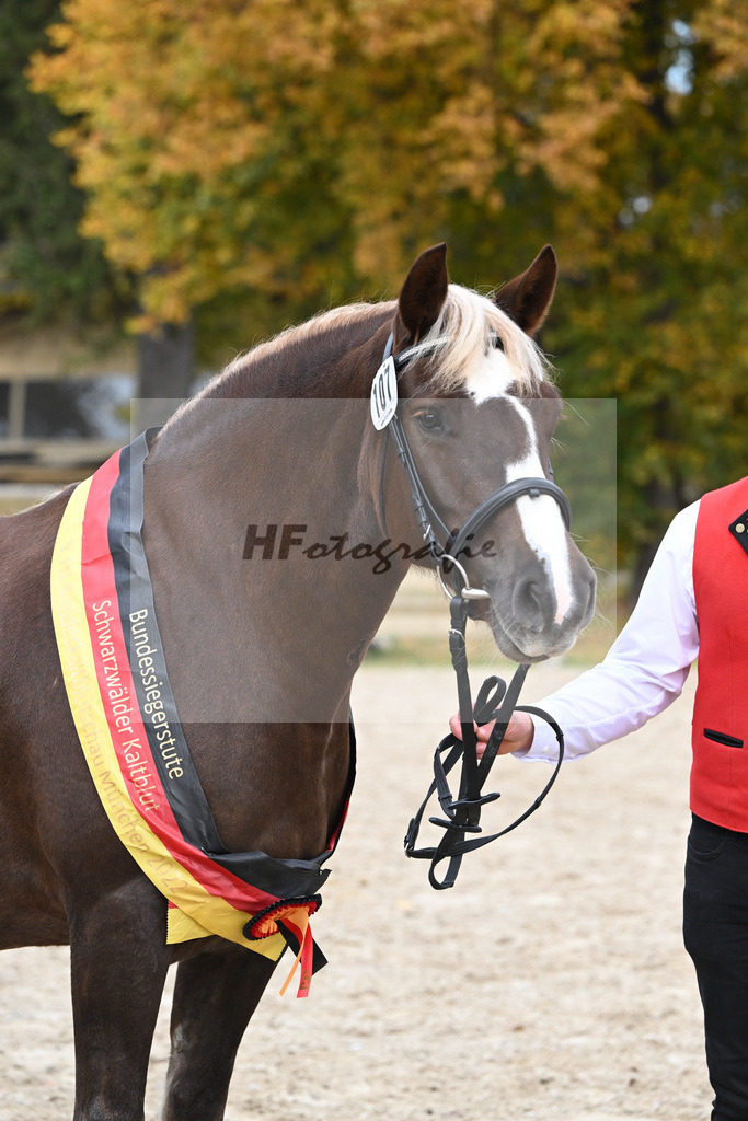 Kat-Nr. 107 Fiona vom Schmalzenhof_Neumaier_53223509 | hf-fotografie - Realizzato con Pictrs.com