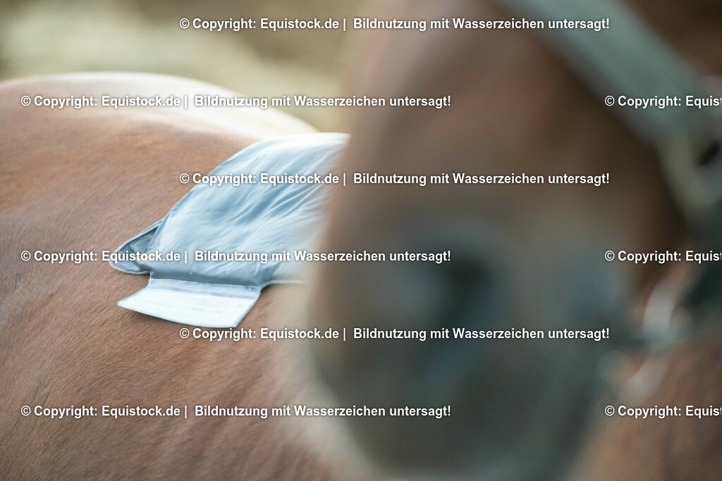 20200928_Moorpackung_0002 | equistock