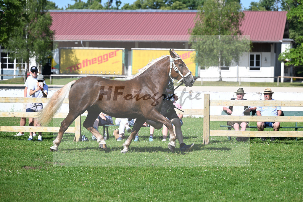 Kat-Nr. 11 Goldstern v. Vegas_Waltenberger_18250188 | hf-fotografie - Realizzato con Pictrs.com