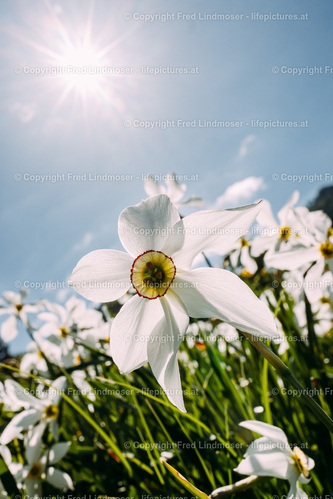 Narzissen | Fotos und Fotoprodukte - Realisiert mit Pictrs.com