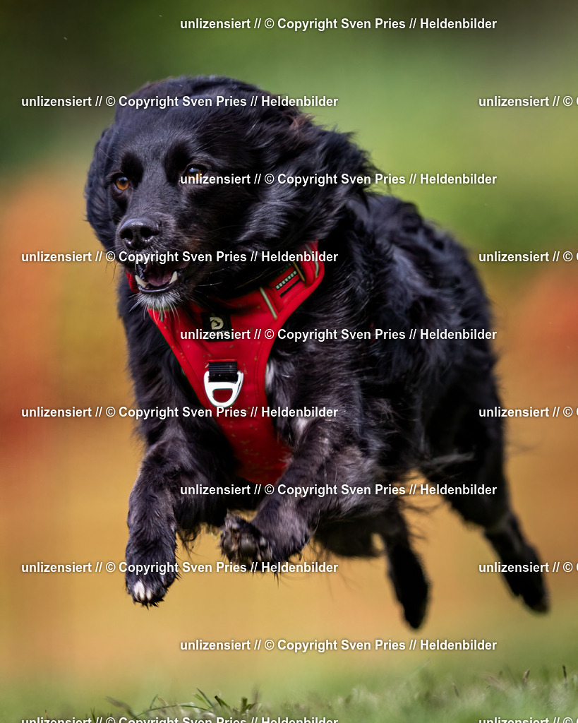 Sven Pries | 2024-04-21 - Hunderennen Baden-Oos
Foto: Sven Pries - Realisiert mit Pictrs.com