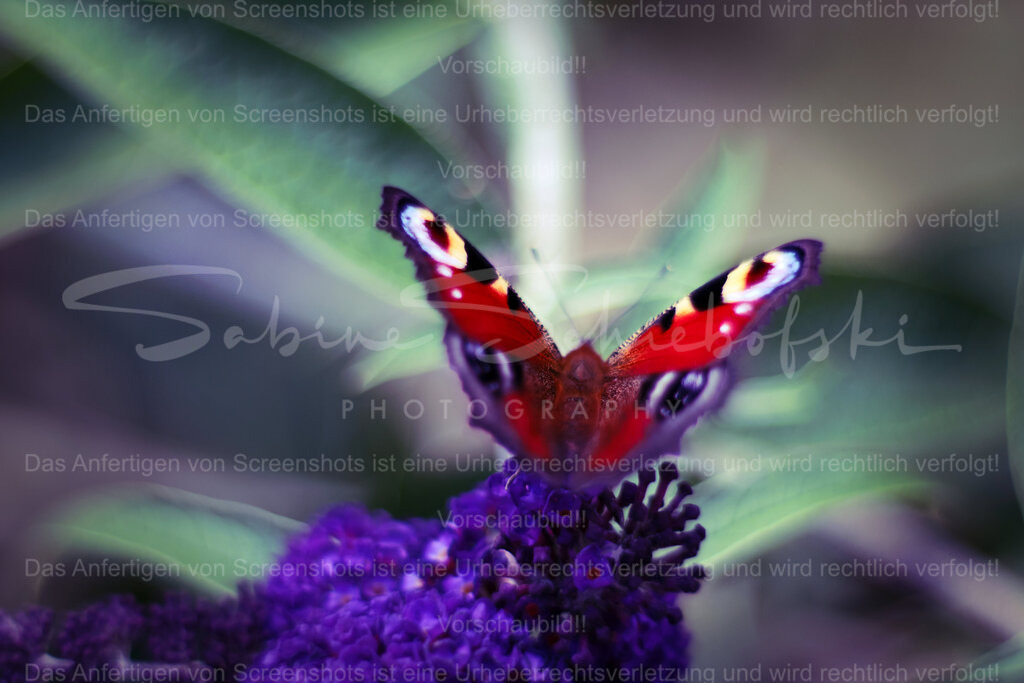 Wandbild Pfauenauge | Exklusive Naturfotografie für stilvolle Wanddekoration ★ Premium Wandbilder Made in Germany ✔️ FineArt Drucke & Downloads ✔️ Brillante Farben, höchste Qualität & weltweiter Versand ✔️ - Realisiert mit Pictrs.com