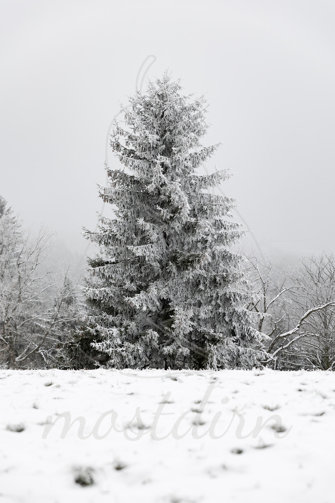 Frostiger Mostweg | Ihre Fotografin im Lungau, ihre Fotografin im Mostviertel, Wandbilder Onlineshop, Imagefotos für Ihr Unternehmen,  - Realisiert mit Pictrs.com