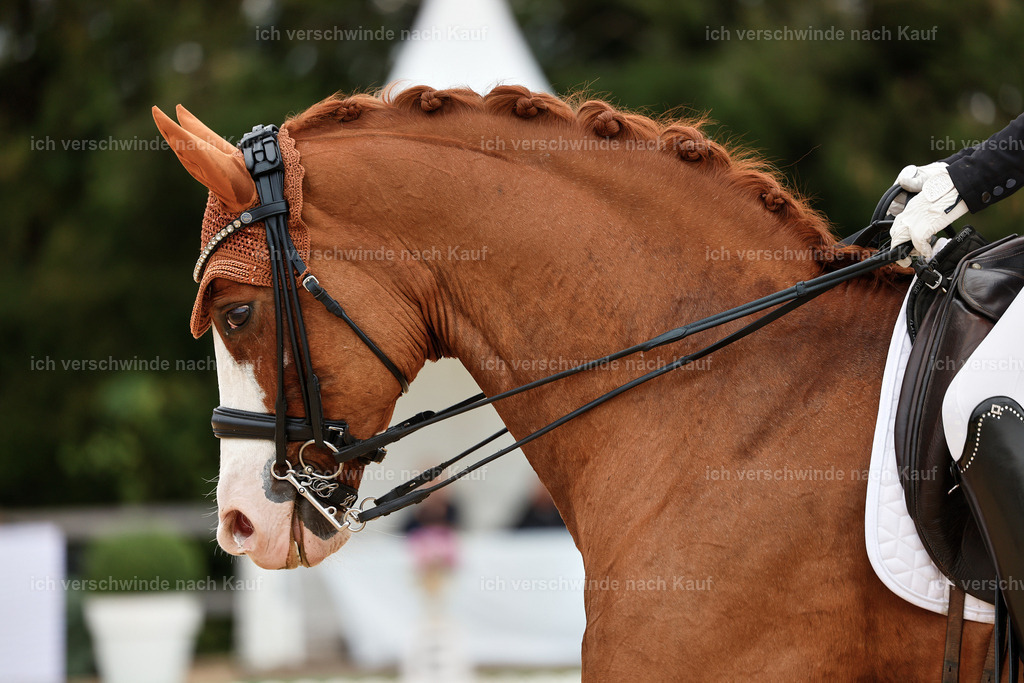 04_1-180-Dressur M__ -StoibPH-StoibPH-2632 | working equitationturnier fotograf videograf stoibphotography marixx film working equitation deutschland reitsport turnierfotografie eventfotografie equestrian events