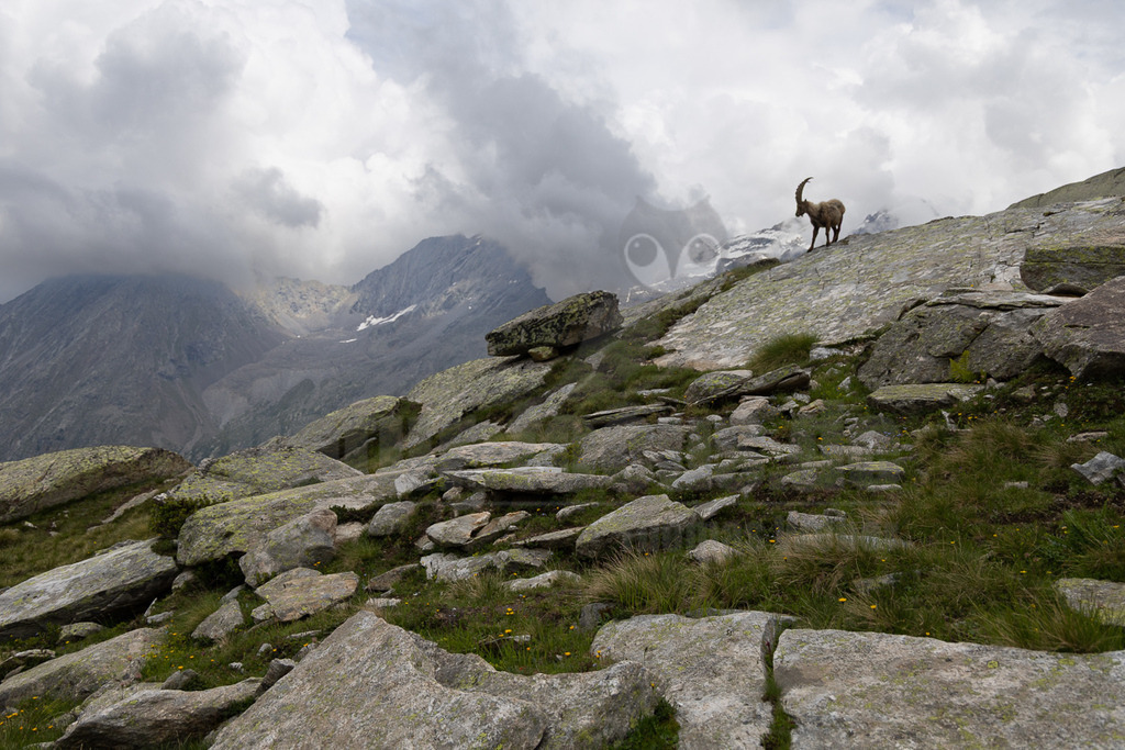 _5NF2411_20250713 | Ein majestätischer Alpensteinbock (Capra ibex) steht auf einem steilen, felsigen und grasbewachsenen Berghang. Das Tier ist in der oberen rechten Bildhälfte positioniert und blickt nach rechts, scheinbar seine Umgebung beobachtend. Im Hintergrund erheben sich weitere Bergketten, teilweise von Wolken verhüllt, was eine dramatische und wilde Alpenlandschaft unter einem bewölkten Himmel zeigt. Der Steinbock interagiert mit seinem natürlichen, rauen Lebensraum, indem er sich sicher auf dem felsigen Terrain bewegt. - Realisiert mit Pictrs.com