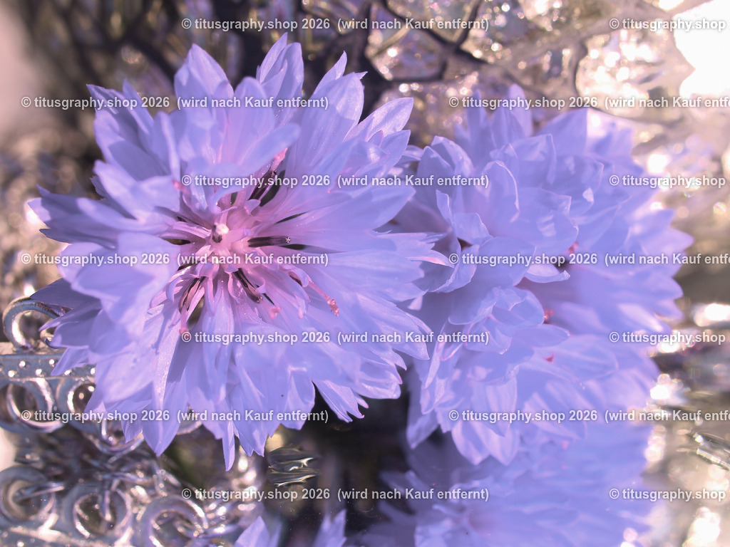 titusgraphy_P9231433_pe08-vz-ln | titusgraphy-shop: Geschenkideen mit Qualitätsfotos. titusgraphy-shop: gift ideas with quality photos. titusgraphy-shop: idées cadeaux avec photos de qualité.  - Realisiert mit Pictrs.com