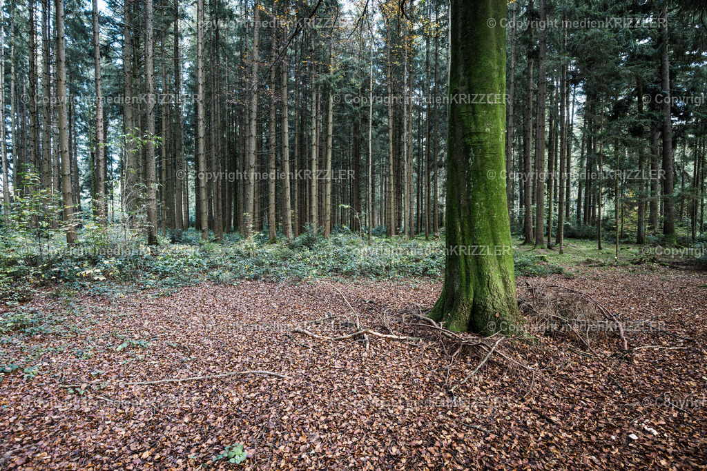 _J3A8954 | medienkrizzler - Realisiert mit Pictrs.com