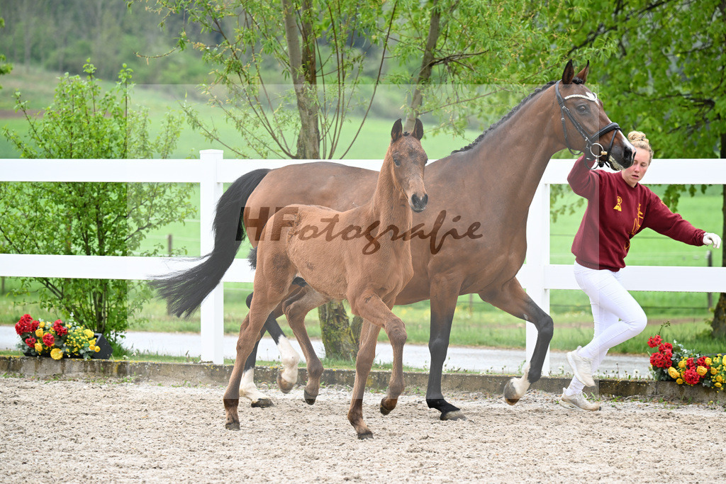 Kat-Nr. 46 HF Red Viper x Eye Catcher_Wanner_23261601 | hf-fotografie - Realisiert mit Pictrs.com