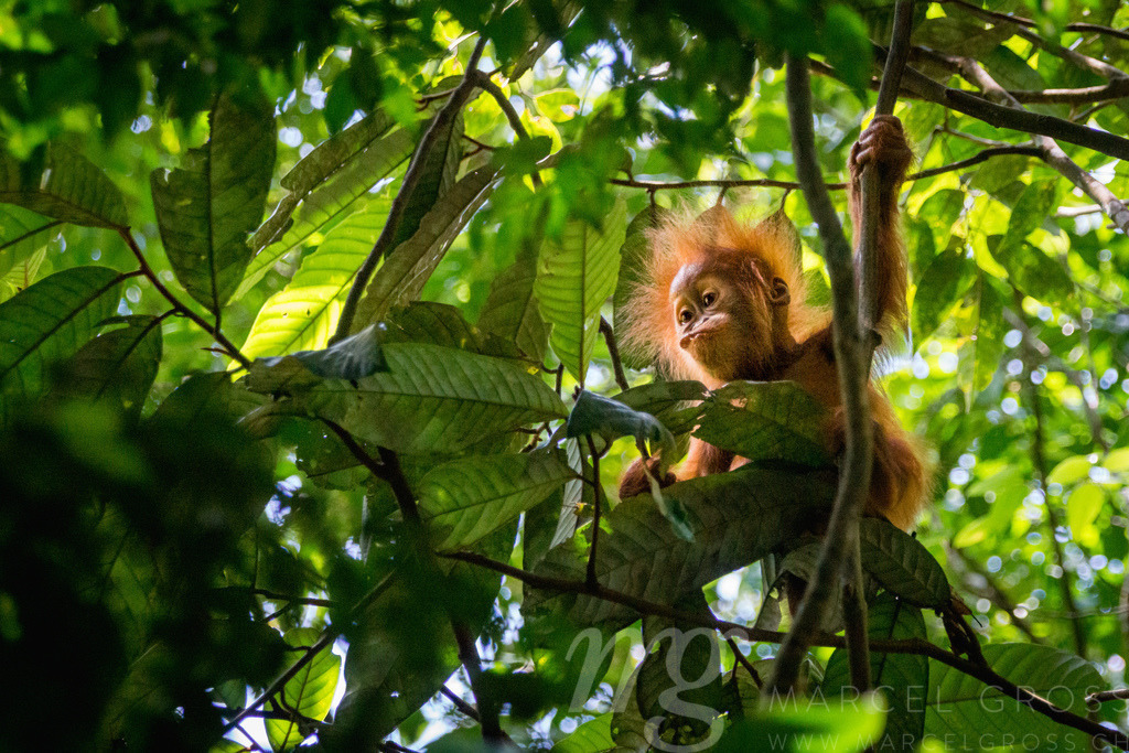 cute baby orangutan | Taken during my trip to Sumatra in the Rainforest of Gunung Leuser National Park. this young baby with his facial expression really reminds ourselfs to the human race. unfortunately these gentle giants and their environment are under human pressure. what a shame it would be to loose this species and the hole ecosystem. - Realisiert mit Pictrs.com