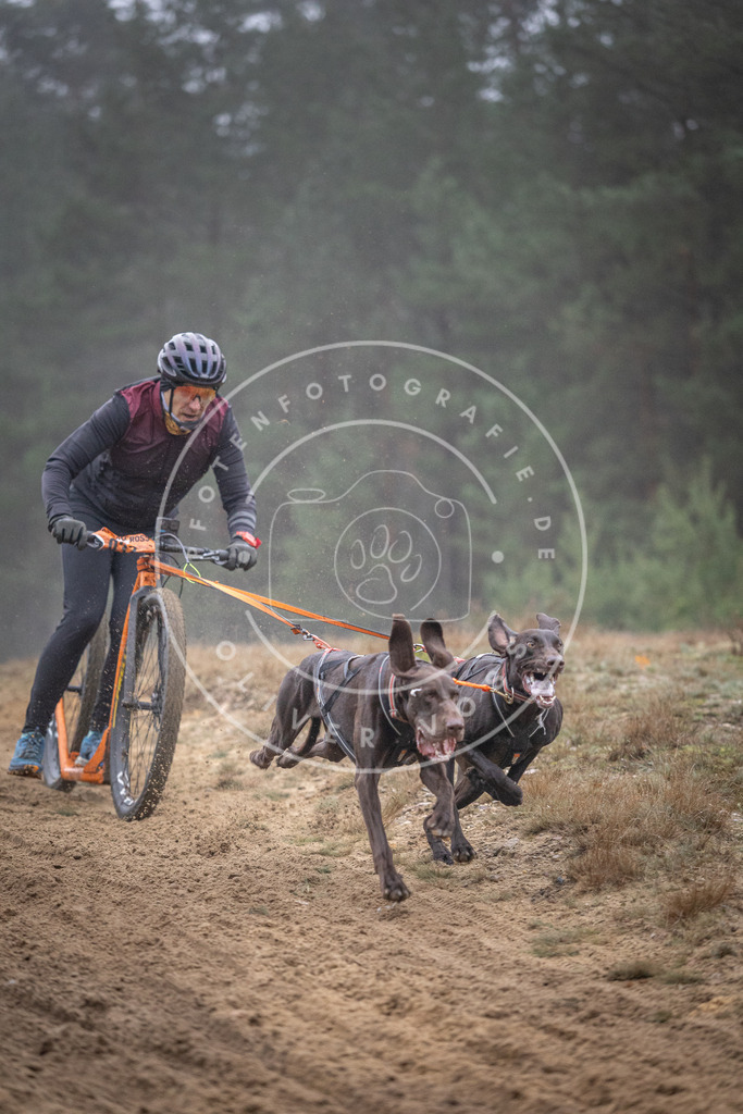 Pfotenfotografie_DV3A0758 | Hundefotografie, Tierfotograf, Pfotenfotografie, Fotoshooting Hund, Hunde Portrait, Hundesport, Hundeportraits, Heideshooting, Hunde, Sportfotograf, Hundefotograf, Turnierhundsport, THS,  - Realisiert mit Pictrs.com