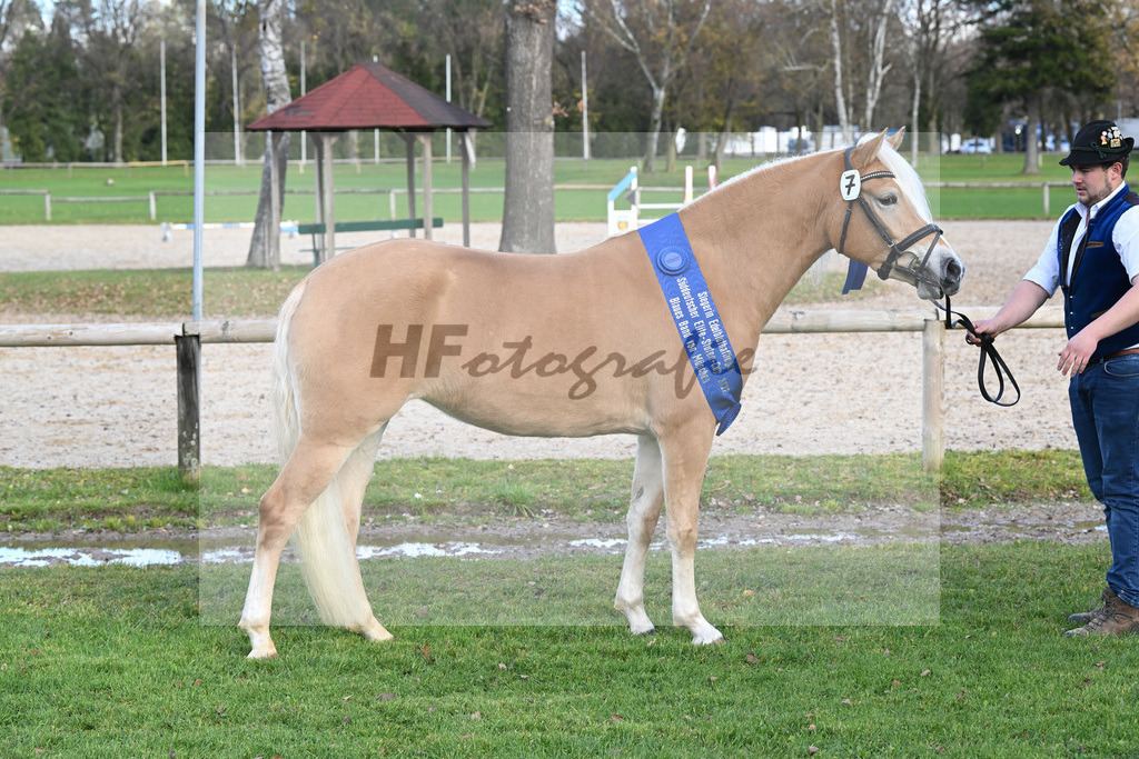 Kat-Nr. 7 Daria v. Armani Ass_Obermaier_60221362 | hf-fotografie - Realisiert mit Pictrs.com