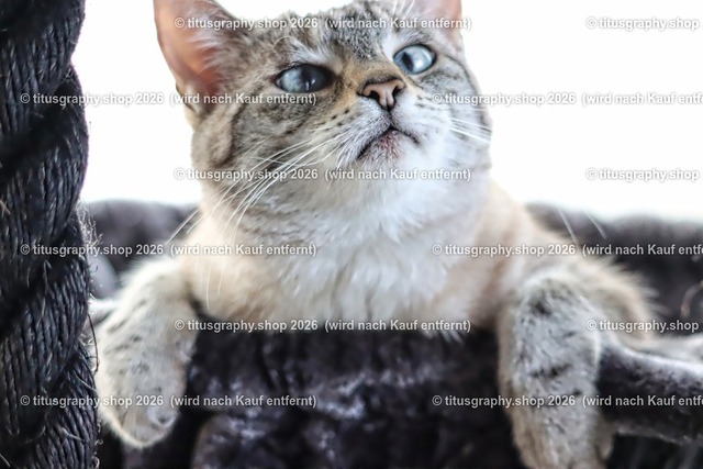 titusgraphy_2019-11-10_Minou_1547b-hdh-ln_pe | titusgraphy-shop: Geschenkideen mit Qualitätsfotos. titusgraphy-shop: gift ideas with quality photos. titusgraphy-shop: idées cadeaux avec photos de qualité.  - Realisiert mit Pictrs.com
