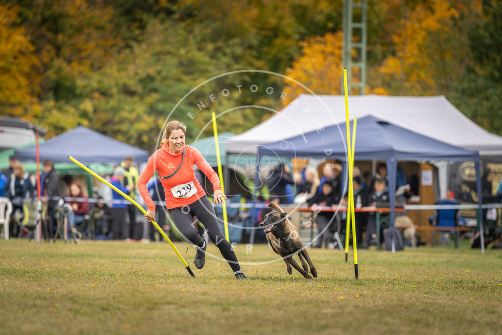 Pfotenfotografie_DV3A4098 | Hundefotografie, Tierfotograf, Pfotenfotografie, Fotoshooting Hund, Hunde Portrait, Hundesport, Hundeportraits, Heideshooting, Hunde, Sportfotograf, Hundefotograf, Turnierhundsport, THS,  - Realisiert mit Pictrs.com
