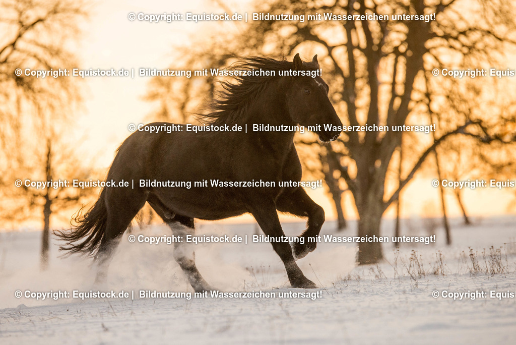 TS_20170106_Kaltblut_im_Schnee_0001-2 | Foto: Thomas Hartig