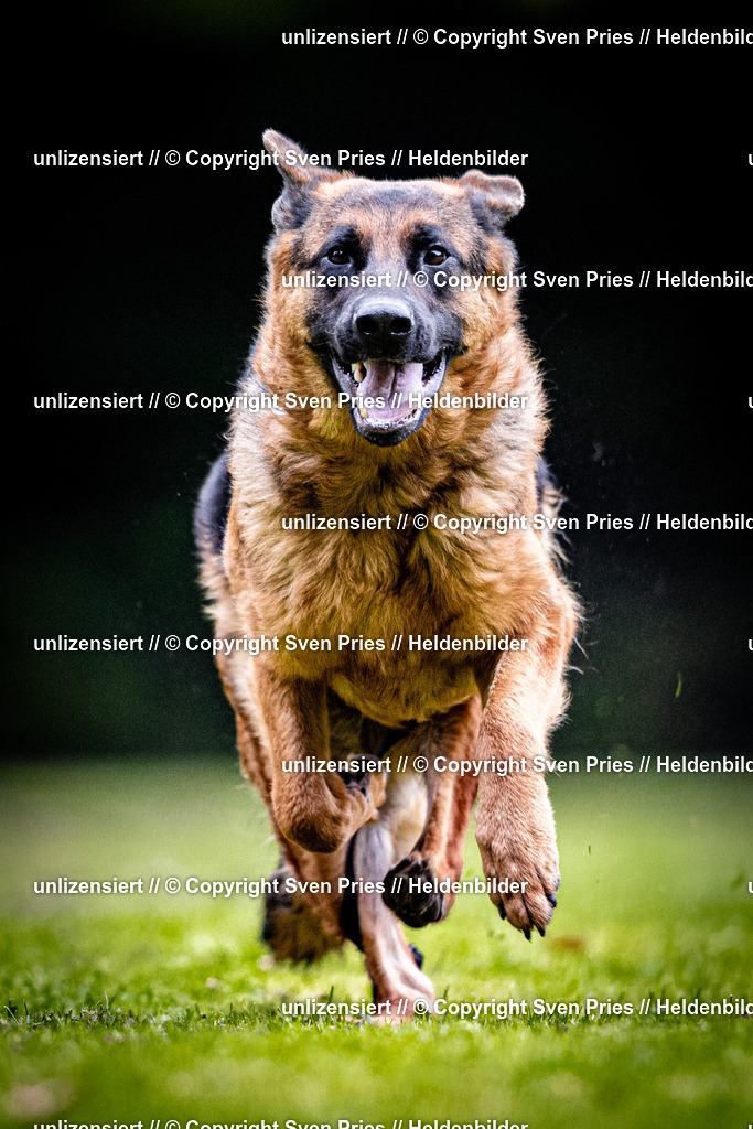 Sven Pries | 2025-10-03 - Hunderennen Obergrombach - Realisiert mit Pictrs.com