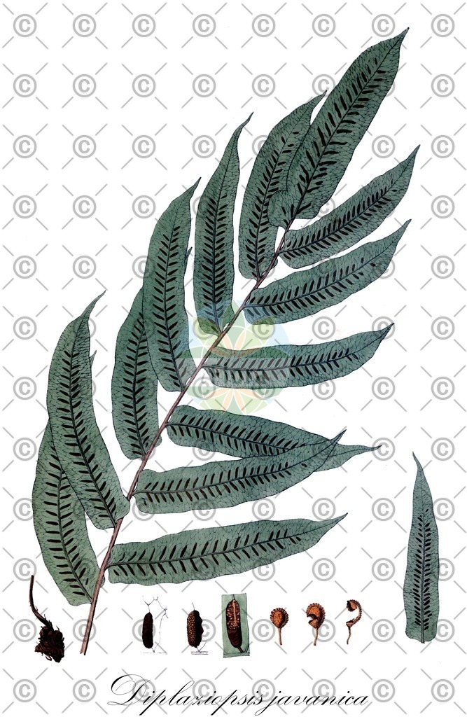 HistAbb_wfo-0000159348_1_ENZY_Simple | Historische Abbildung von Diplaziopsis javanica - Diplaziopsidaceae | Historical Illustration of Diplaziopsis javanica - Diplaziopsidaceae