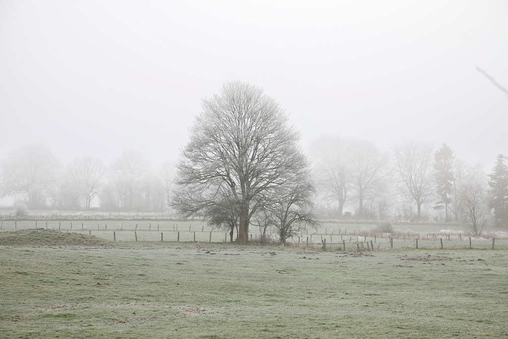 Raureif_Weisten_101222_08 | Bildergalerie von Sport-Ereignissen aber auch von weiteren spannenden Dingen - nicht nur vom Niederrhein. In Anlehnung an den bekannten Spruch von Hanns Dieter Hüsch heißt das Motto: "Niederrhein ist überall".  - Realisiert mit Pictrs.com