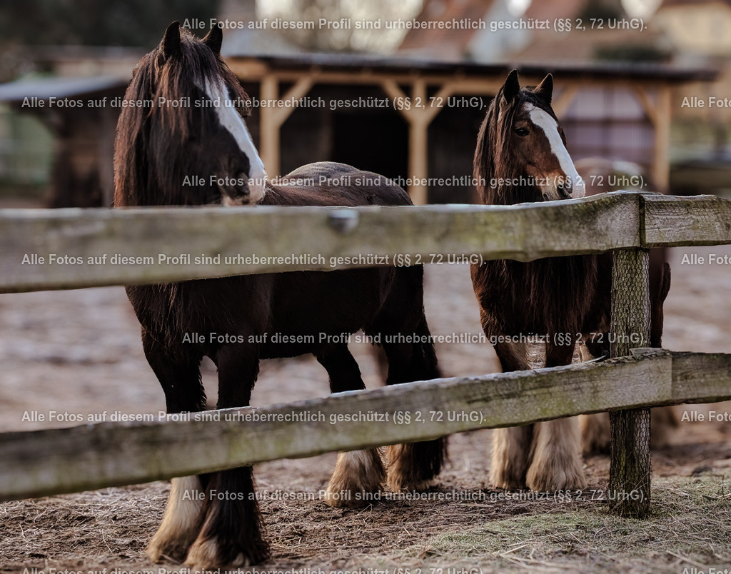 PXL_20250304_062344927_2 | krollfotografie - Realisiert mit Pictrs.com