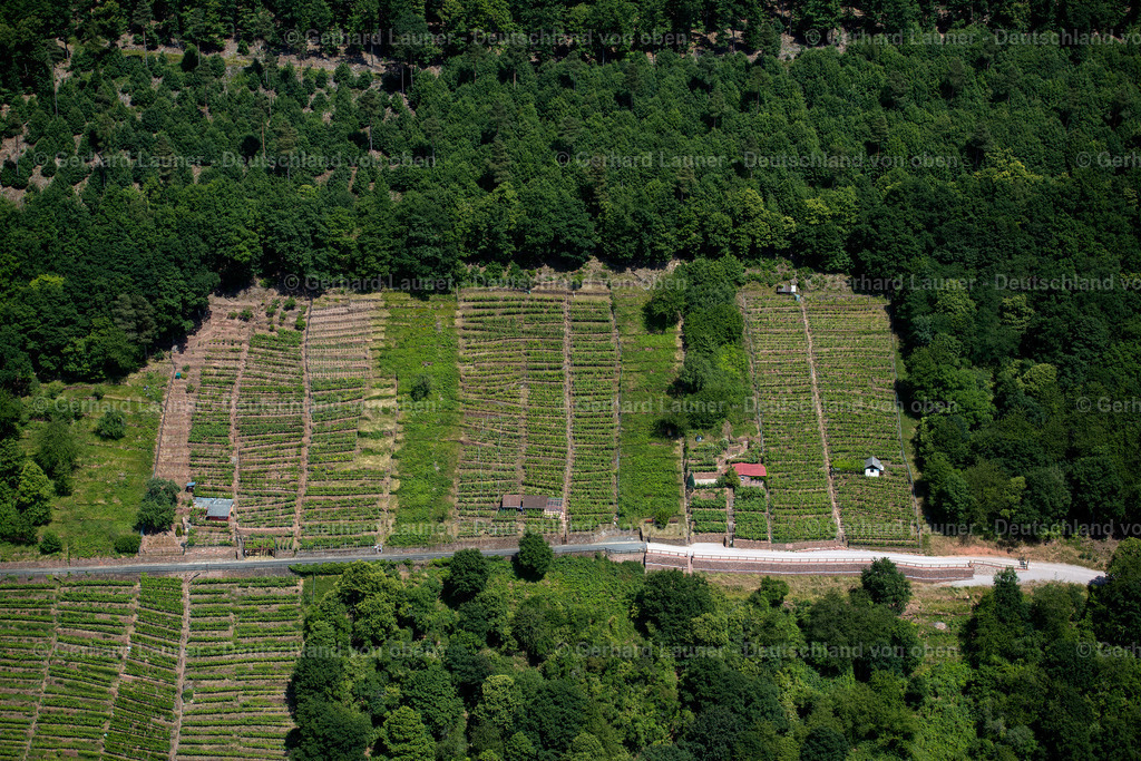 3502348 | Weinberge bei Klingenburg