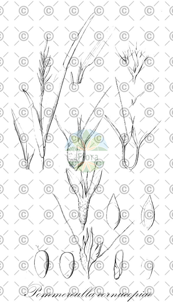 HistAbb_EMP_152590_1_SIMPLE | Historische Abbildung von Pommereulla cornucopiae - Poaceae | Historical Illustration of Pommereulla cornucopiae - Poaceae