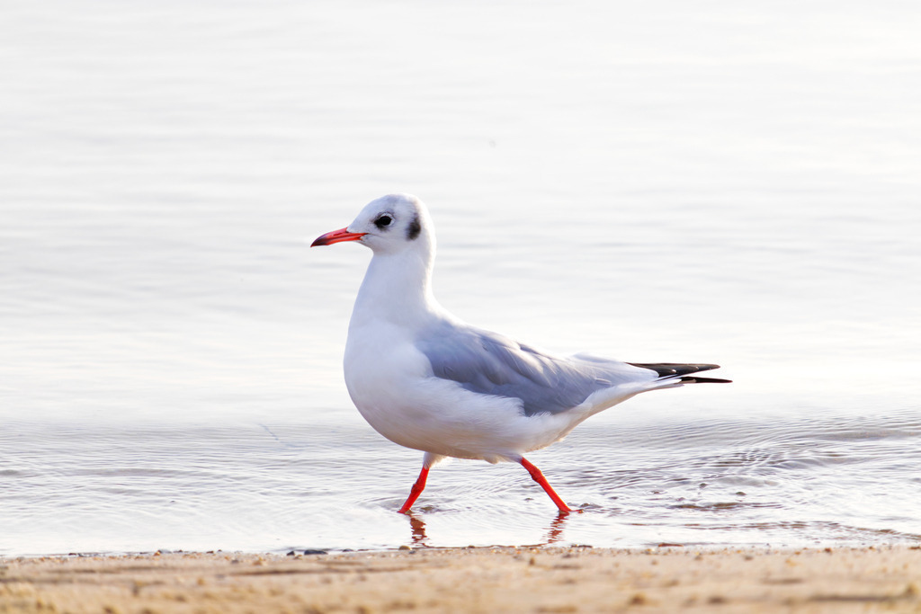 Wandbild: Möwe spaziert am Sandstrand | Dieses Wandbild im Querformat zeigt eine Möwe beim Spaziergang am Sandstrand in Eckernförde. Die Füße der Möwe befinden sich dabei im Flachen Wasser.  - Realisiert mit Pictrs.com
