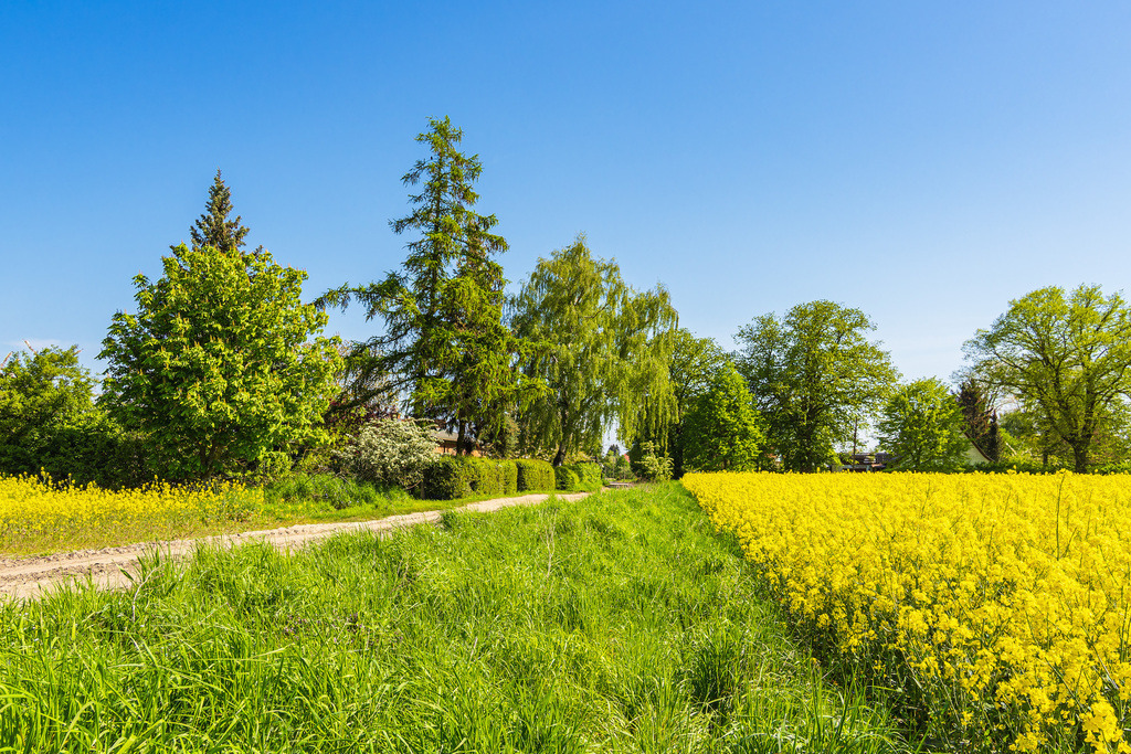 Rapsfeld mit Bäumen und blauen Himmel bei Parkentin | Rapsfeld mit Bäumen und blauen Himmel bei Parkentin.