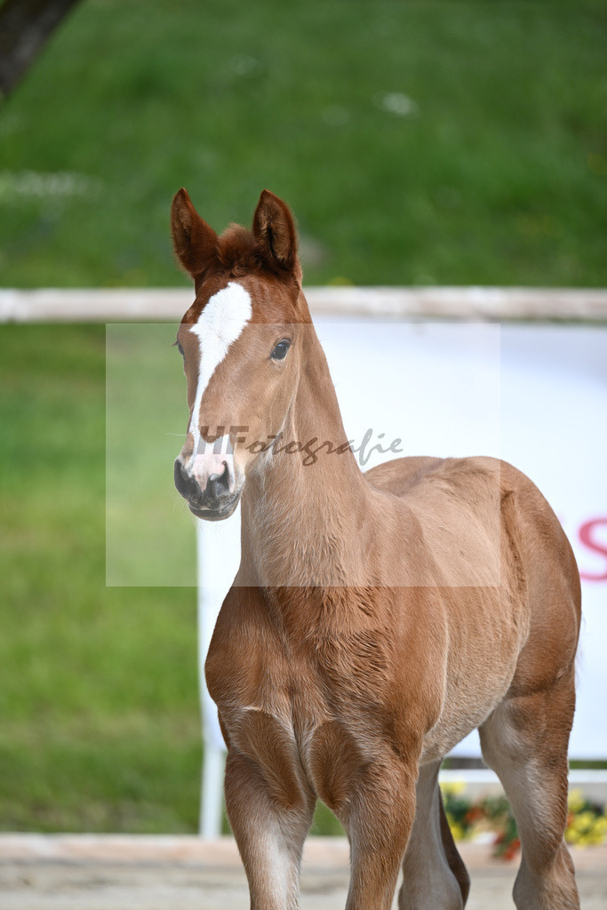 Van Vermeer x Wynton_SF_Gestuet Greim_11240312 | hf-fotografie - Realisiert mit Pictrs.com