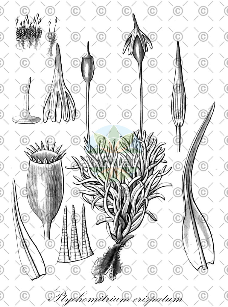 HistAbb_wfo-0001213184_1_ENZY_Simple | Historische Abbildung von Ptychomitrium crispatum - Ptychomitriaceae | Historical Illustration of Ptychomitrium crispatum - Ptychomitriaceae