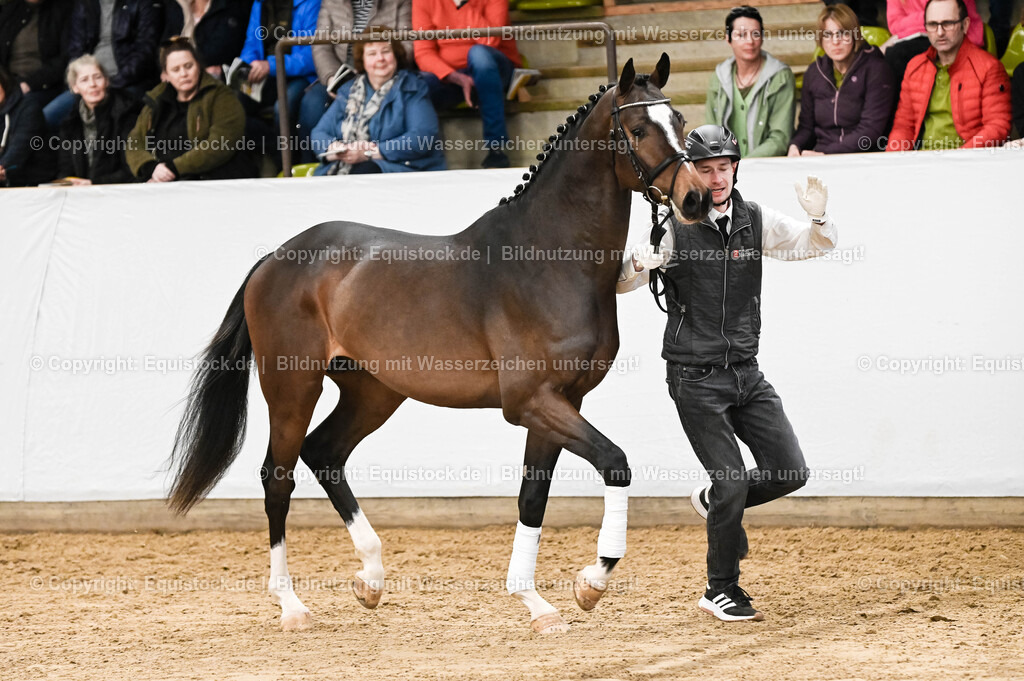 20260307_Hengstvorstellung-Marbach_0085 | equistock
