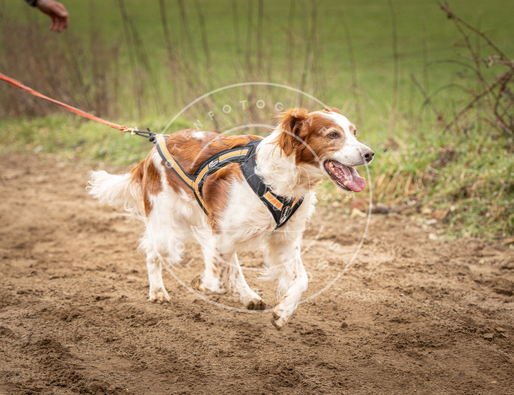 DV3A2546 | Hundefotografie, Tierfotograf, Pfotenfotografie, Fotoshooting Hund, Hunde Portrait, Hundesport, Hundeportraits, Heideshooting, Hunde, Sportfotograf, Hundefotograf, Turnierhundsport, THS,  - Realisiert mit Pictrs.com