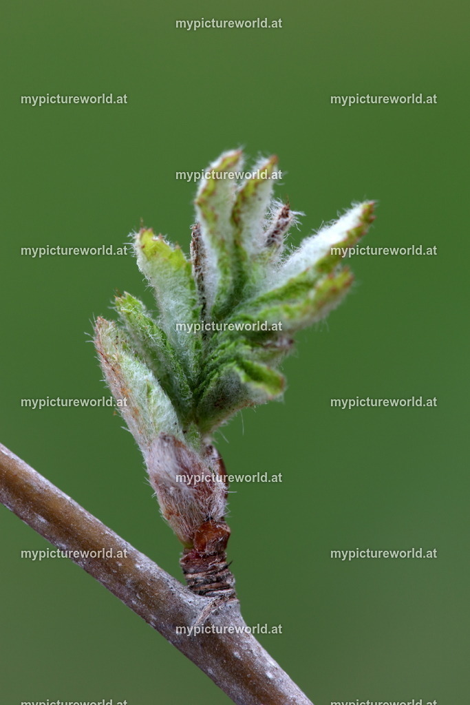 Vogelbeere-004 | Blattaustrieb - Realized with Pictrs.com