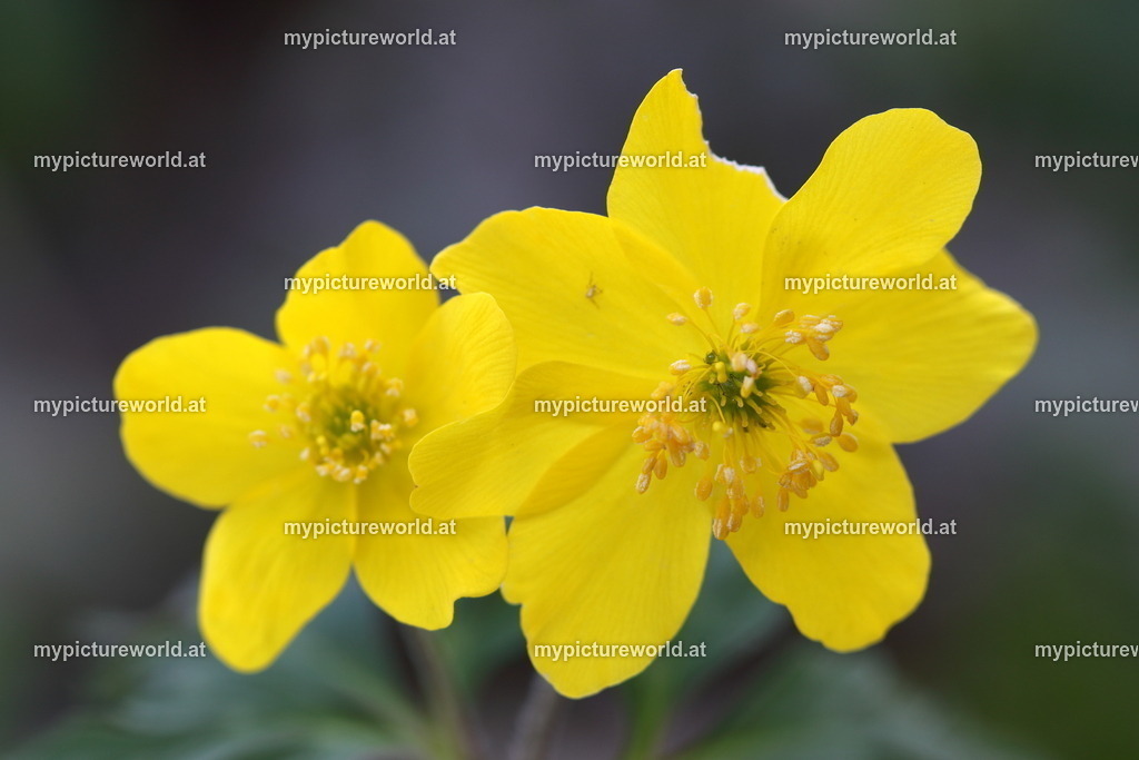 Gelbes Buschwindröschen-011 | Das Bilderarchiv über Tiere, Planzen und Landschaften. In der Bilddatenbank finden Sie ein große Auswahl an hochwertigen Bilder für Ihre Werbung - Realized with Pictrs.com