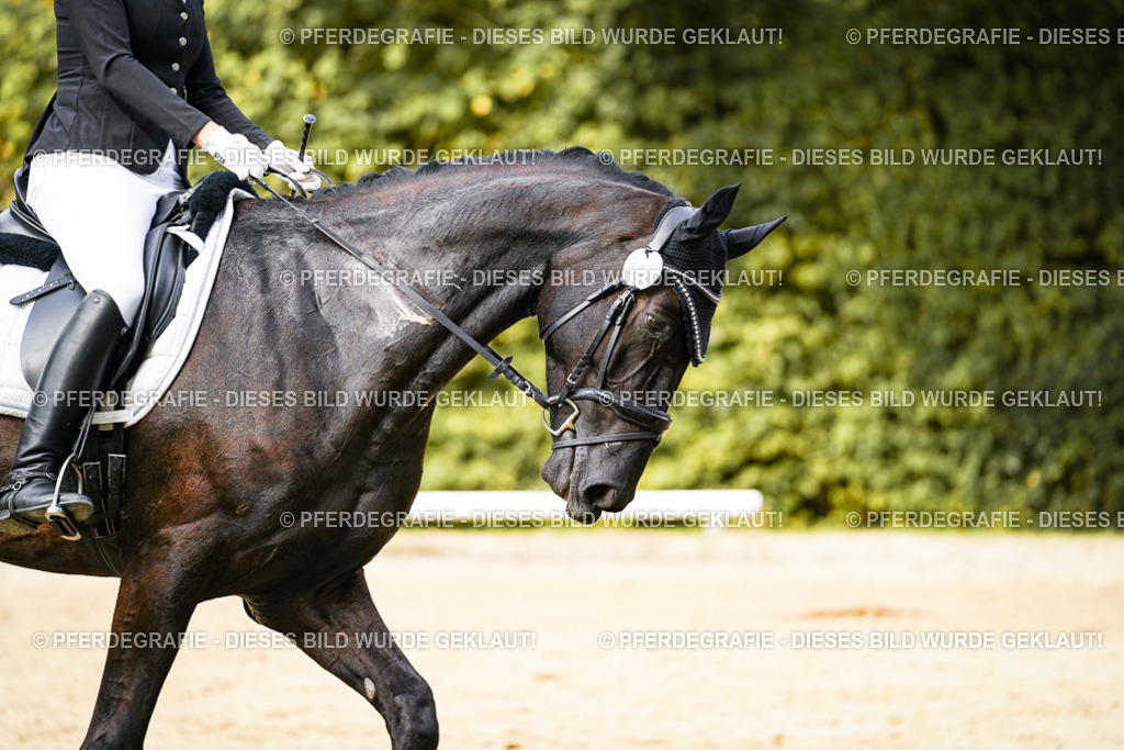 DSC03052 | Pferdegrafie