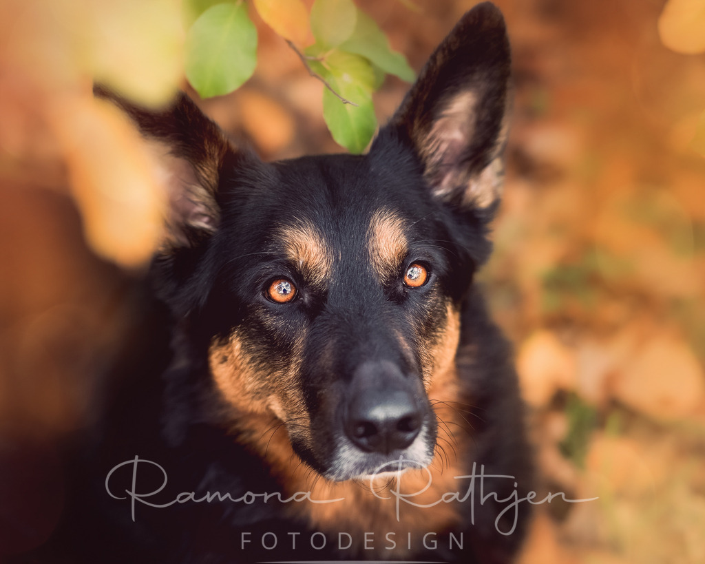 EY4A6819-1 | ramonarathjen-fotodesign - Realisiert mit Pictrs.com