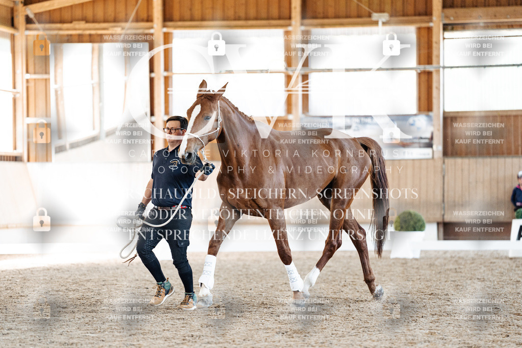 CK906644 | Turnierfotografie Pferdefotografie Trier Rheinland-Pfalz Pferdesport Reitsport Tierfotografie Sportfotografie Pferdevideo Pferdevideografie Equestrianvideography equestrianphotography  - Realisiert mit Pictrs.com