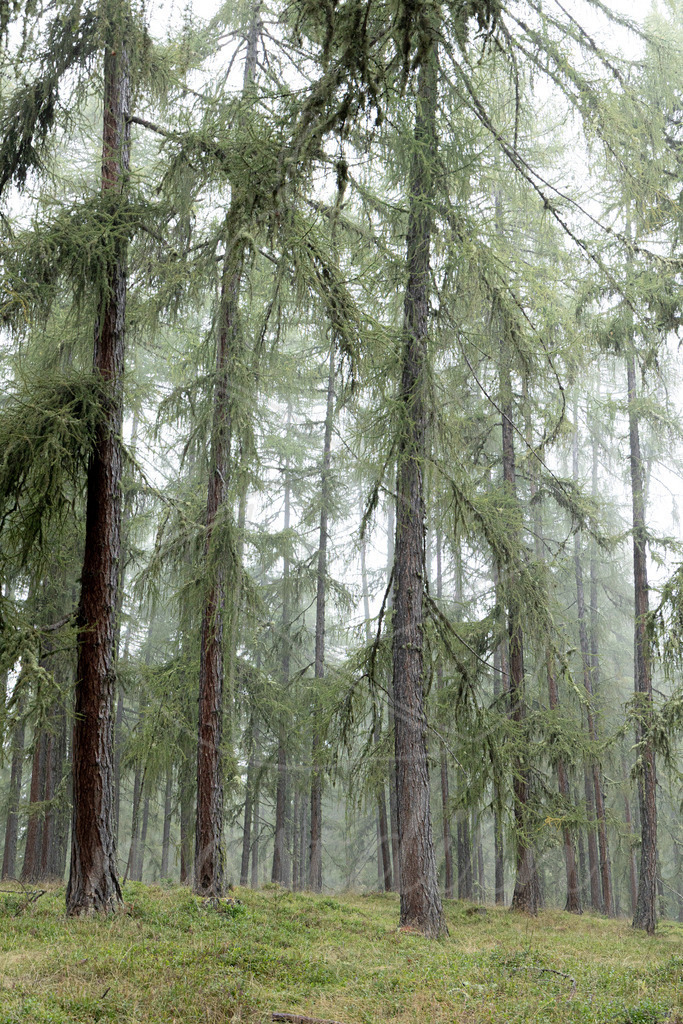 Lärchennebel | Ihre Fotografin im Lungau, ihre Fotografin im Mostviertel, Wandbilder Onlineshop, Imagefotos für Ihr Unternehmen,  - Realisiert mit Pictrs.com