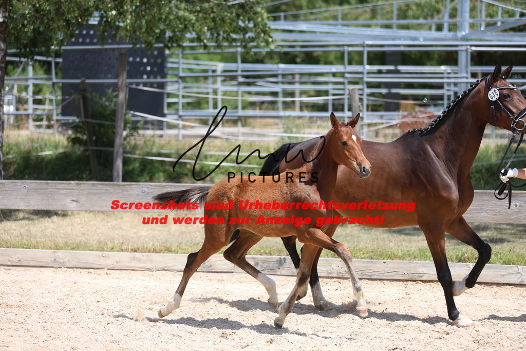 Fohlenschau_Schwäbisch_Hall_springbetonte_Fohlen_KN 38_20 | lmwpictures - Realisiert mit Pictrs.com