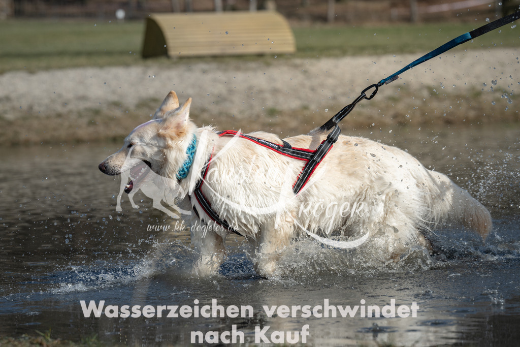 1330_ZZ96632 | kk-dogfotos