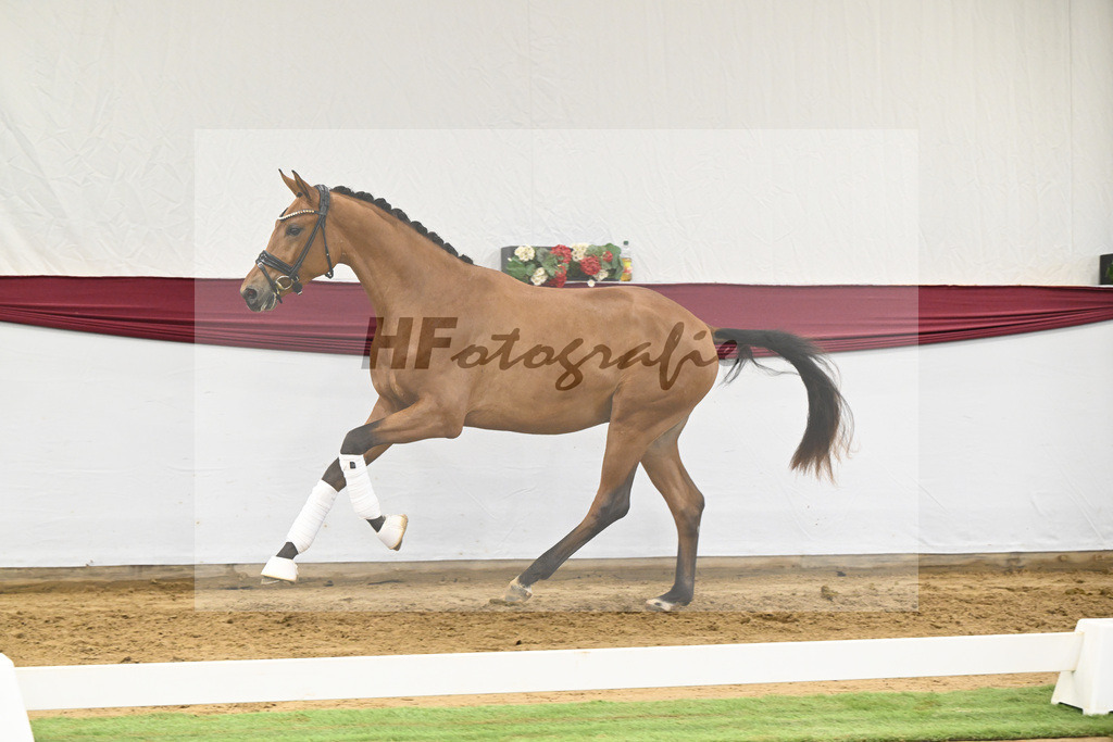 Kat-Nr. 20 Fanegro x Rotspon_Nicole Mehrmann_47250606 | hf-fotografie - Realisiert mit Pictrs.com