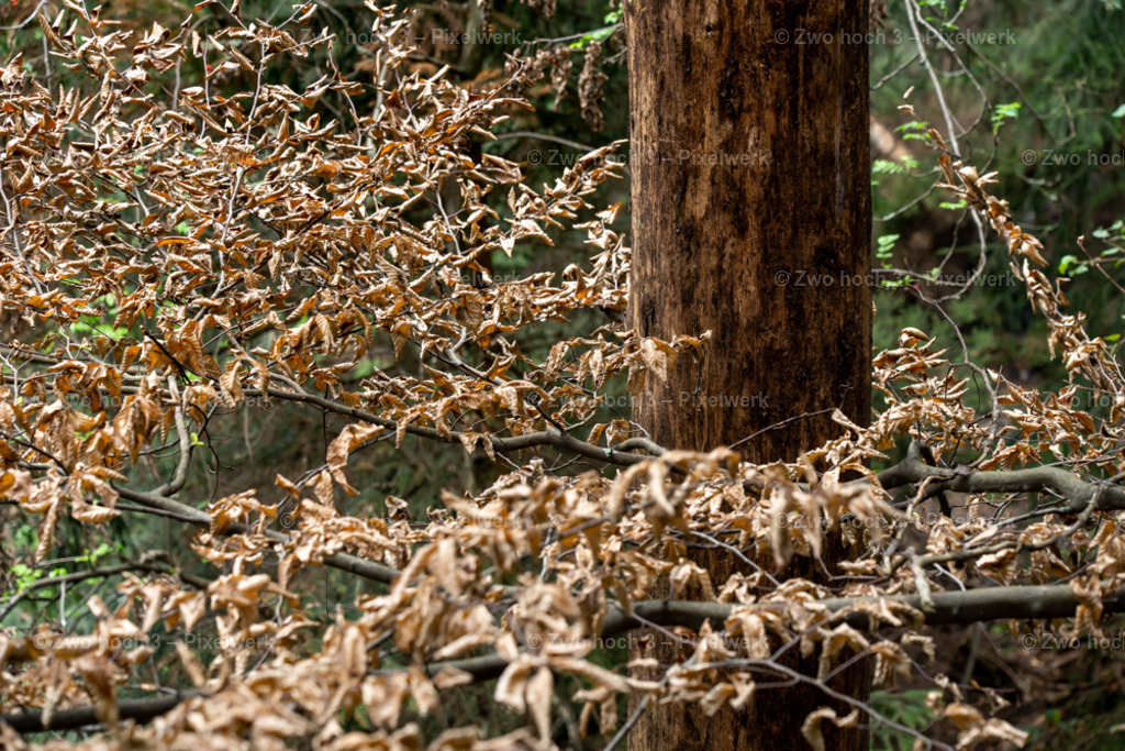 Obere_Affensteinpromenade_Nahe_Siegfried_Bergfried_Baum_Laub | 2022-09-02_Waldbrandgebiete_2 - Realisiert mit Pictrs.com