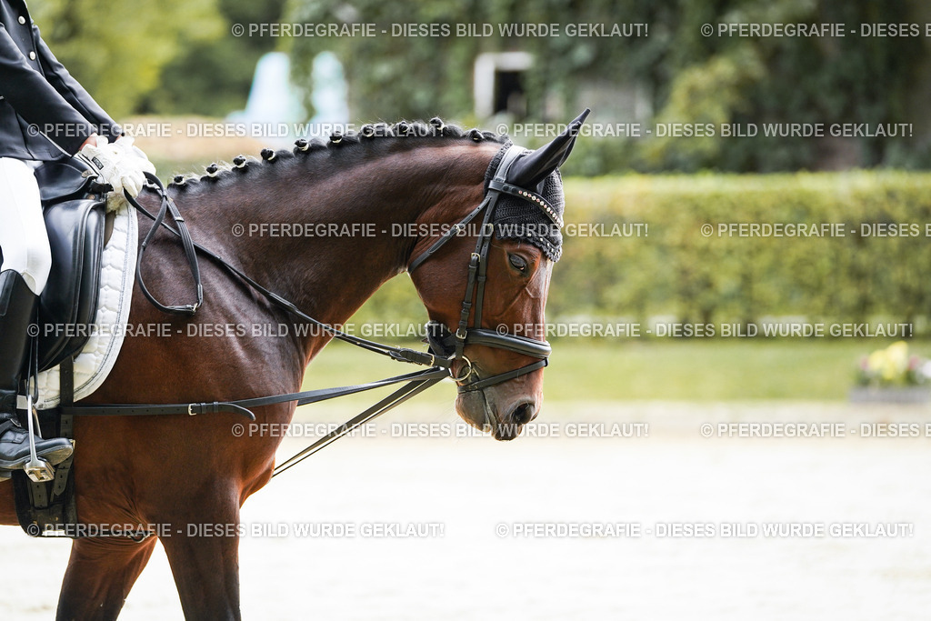 DSC05105 | Pferdegrafie